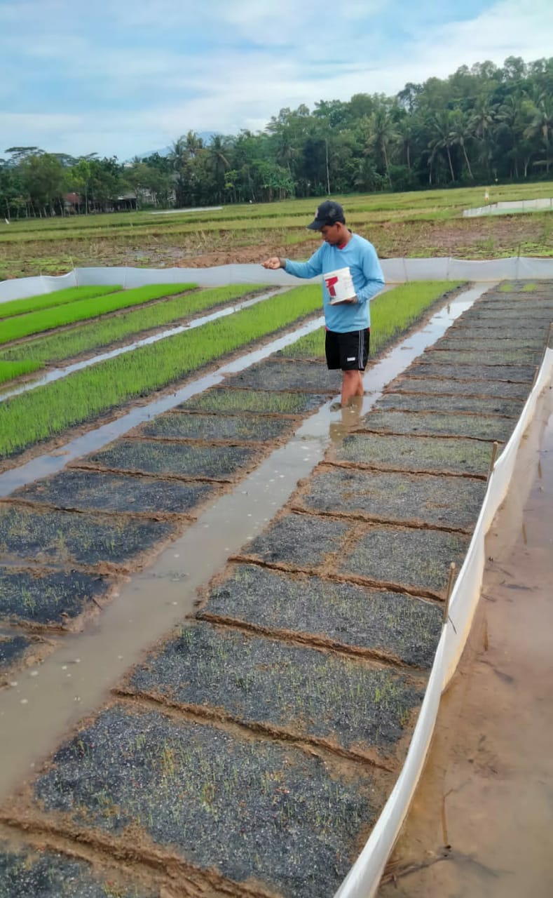 SDN 01 Bringkeng: Menyemai Benih Cerdas di Kawunganten